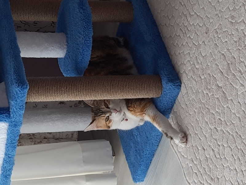 Tekir Kedi, Kedi  Defo fotoğrafı