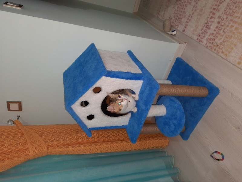 Tekir Kedi, Kedi  Defo fotoğrafı