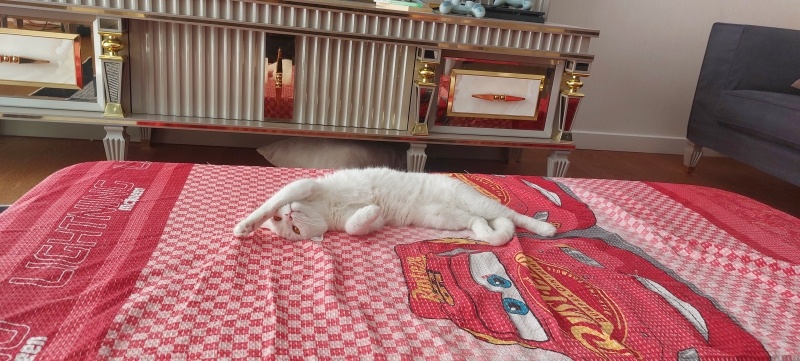 British Shorthair, Kedi  Pamuk fotoğrafı