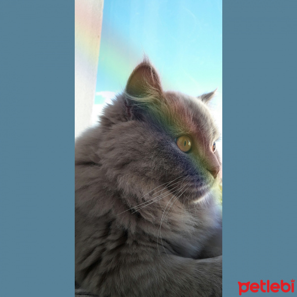 İran Kedisi (Persian), Kedi  Duman fotoğrafı