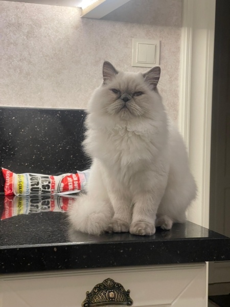 İran Kedisi (Persian), Kedi  doby fotoğrafı