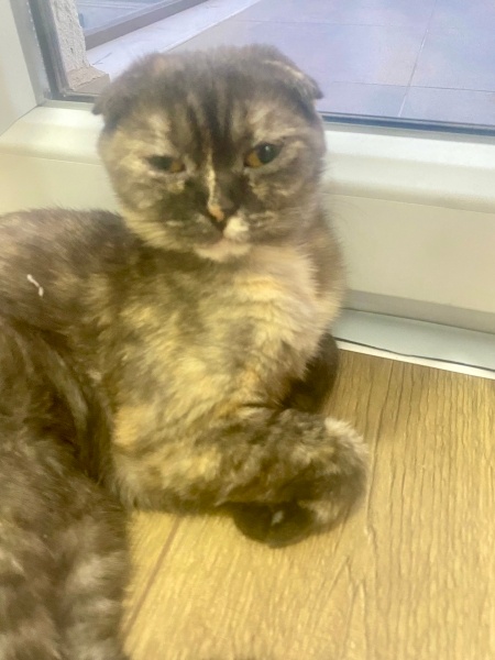 Scottish Fold, Kedi  Dora fotoğrafı