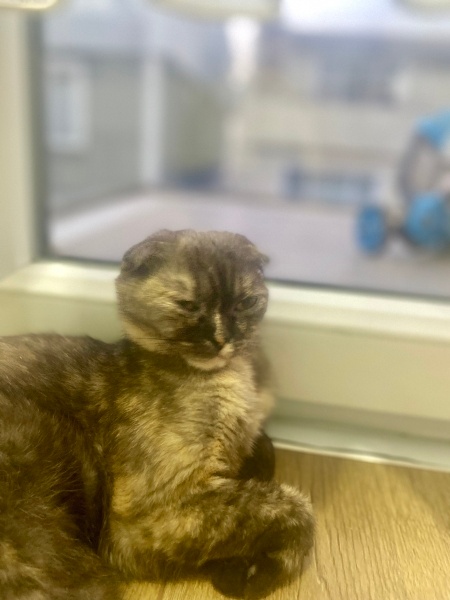 Scottish Fold, Kedi  Dora fotoğrafı