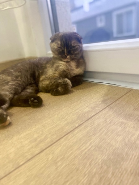 Scottish Fold, Kedi  Dora fotoğrafı