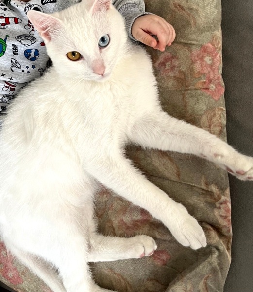 Van Kedisi, Kedi  Bulut fotoğrafı