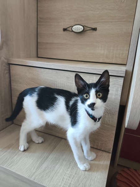 Tekir Kedi, Kedi  Gece fotoğrafı
