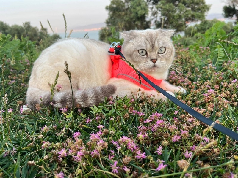 Scottish Fold, Kedi  Pamuk fotoğrafı