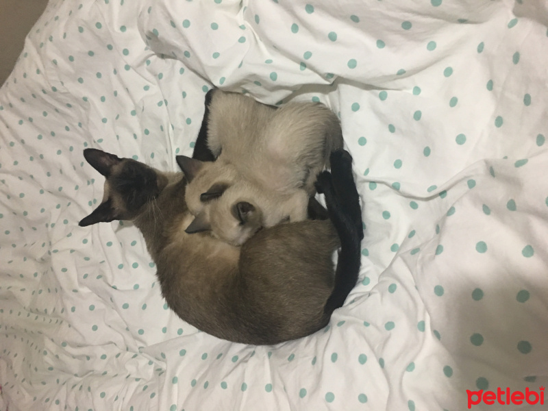 Siyam Kedisi, Kedi  Mia fotoğrafı