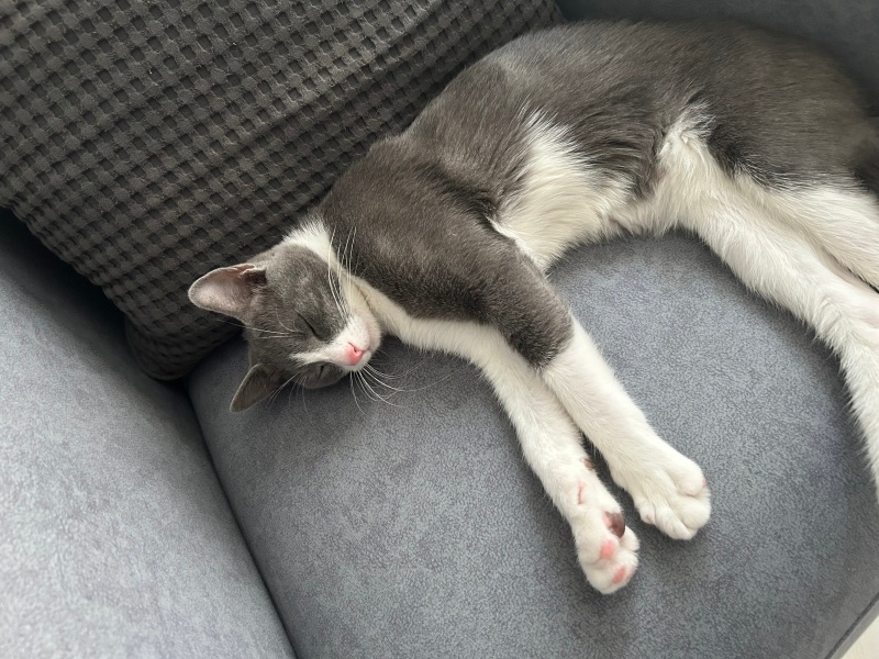 Tekir Kedi, Kedi  Gümüş fotoğrafı