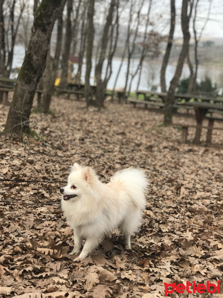 Pomeranyalı, Köpek  BIDI fotoğrafı