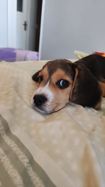 Beagle, Köpek  Maylo fotoğrafı