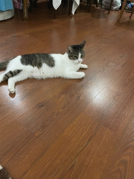 Tekir Kedi, Kedi  Alex fotoğrafı