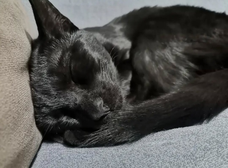 Tekir Kedi, Kedi  Kömür fotoğrafı