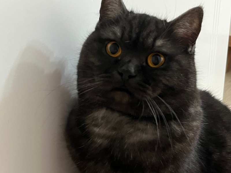 British Shorthair, Kedi  Boncuk fotoğrafı