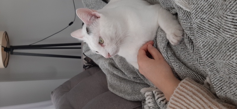 Tekir Kedi, Kedi  Zuko fotoğrafı