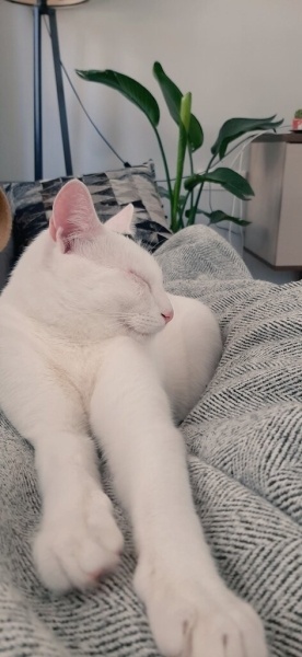 Tekir Kedi, Kedi  Zuko fotoğrafı