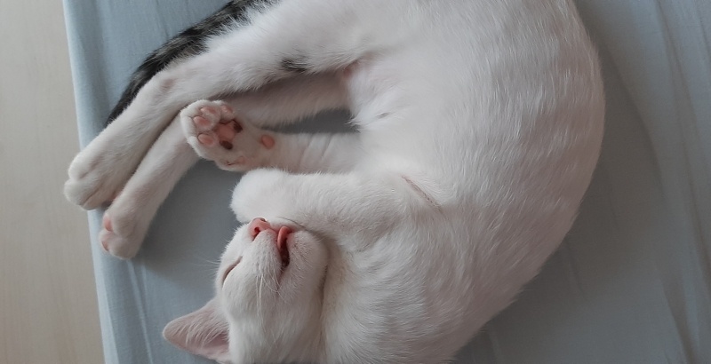 Tekir Kedi, Kedi  Zuko fotoğrafı