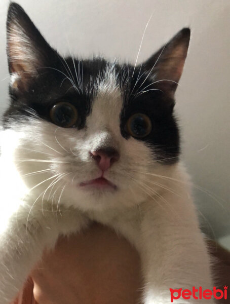 Tuxedo (Smokin) Kedi, Kedi  Oreo fotoğrafı