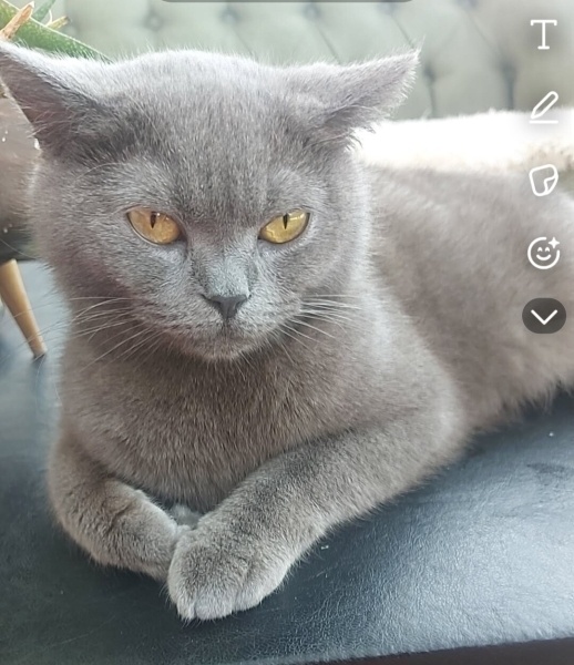British Shorthair, Kedi  Duman fotoğrafı