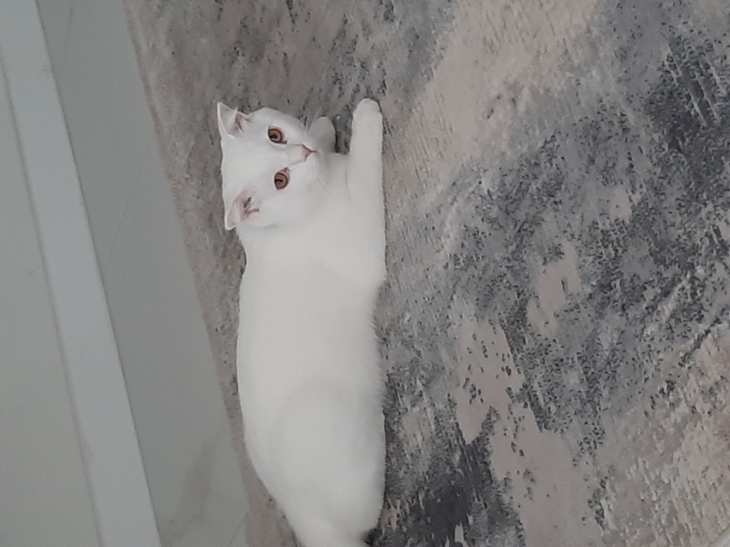 British Shorthair, Kedi  Bulut fotoğrafı