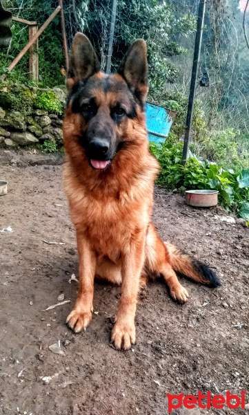 Alman Çoban Köpeği, Köpek  Barut fotoğrafı