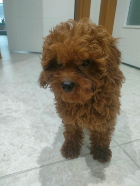 Poodle (Minyatür Kaniş), Köpek  Gofret fotoğrafı