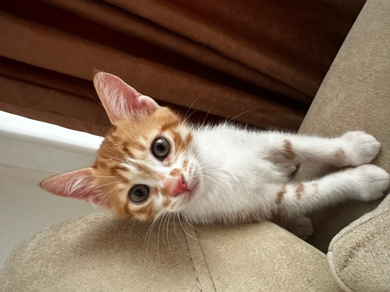Sarman, Kedi  Karamel fotoğrafı