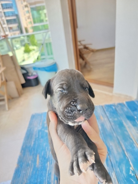 Great Dane (Danua), Köpek  Yogi fotoğrafı