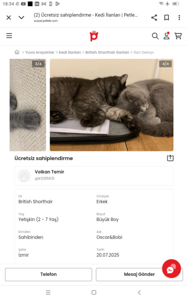 British Shorthair, Kedi  Duman fotoğrafı