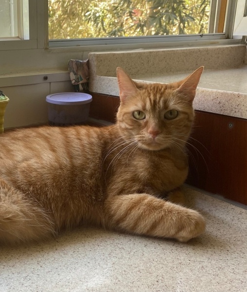 Sarman, Kedi  Onyx fotoğrafı