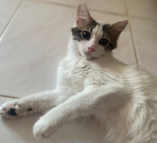 Tekir Kedi, Kedi  Lucy fotoğrafı