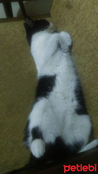Tekir Kedi, Kedi  Maya fotoğrafı