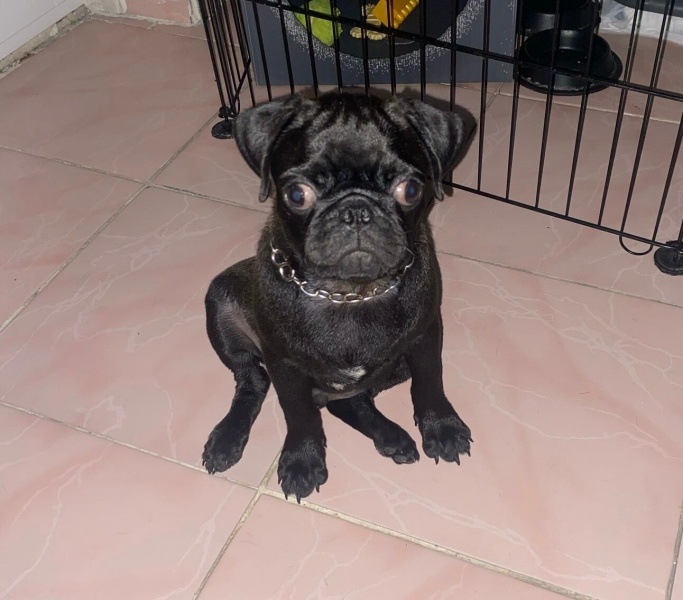 Pug, Köpek  Leo fotoğrafı