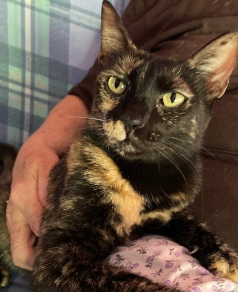 Tekir Kedi, Kedi  Gypsy fotoğrafı