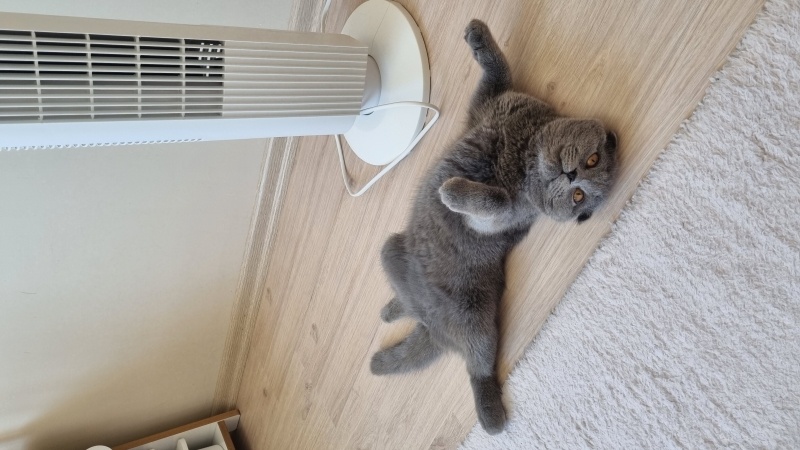 Scottish Fold, Kedi  Bulut fotoğrafı