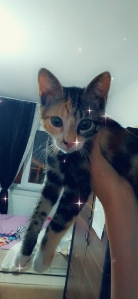 Tekir Kedi, Kedi  Miniş fotoğrafı