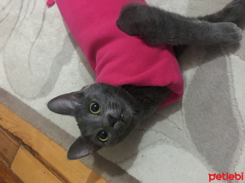 Korat, Kedi  Kleopatra fotoğrafı