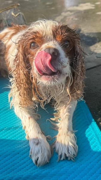 Cavalier King Charles Spanieli, Köpek  Ricco fotoğrafı