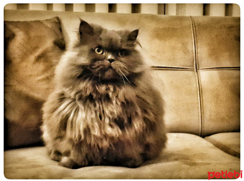 Chinchilla, Kedi  Badem fotoğrafı