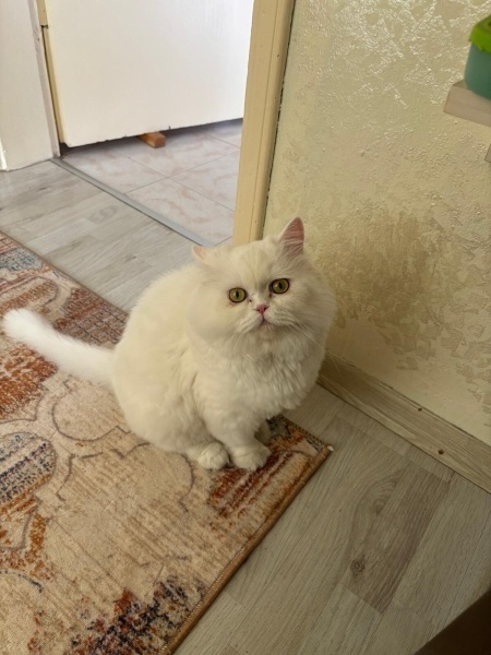 İran Kedisi (Persian), Kedi  Sütlaç fotoğrafı