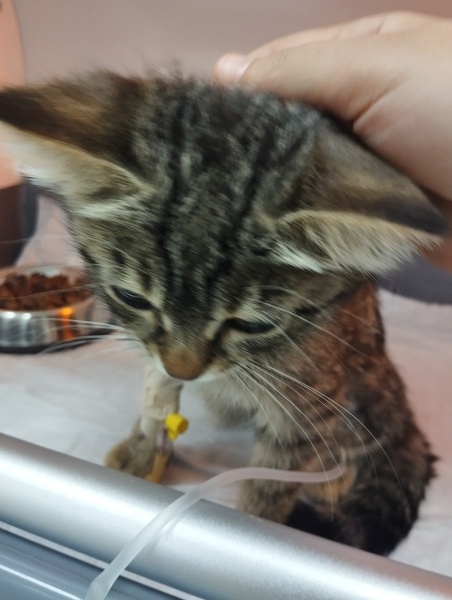 Tekir Kedi, Kedi  Fenix fotoğrafı