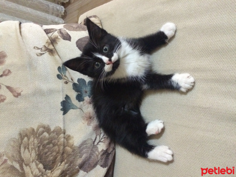 Tekir Kedi, Kedi  lokum fotoğrafı