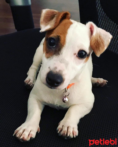 Jack Russell Terrier, Köpek  Sonya fotoğrafı