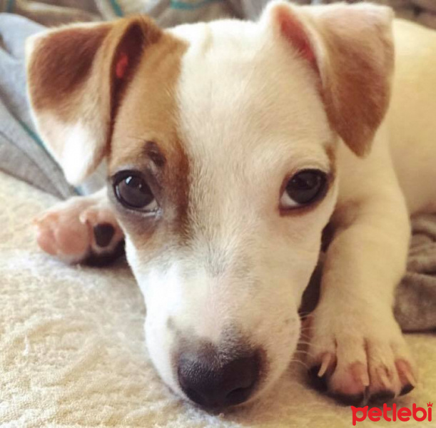 Jack Russell Terrier, Köpek  Sonya fotoğrafı