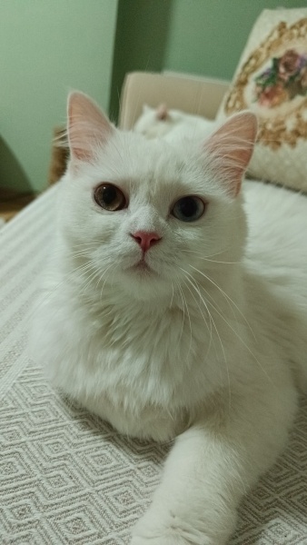 Van Kedisi, Kedi  Peri fotoğrafı