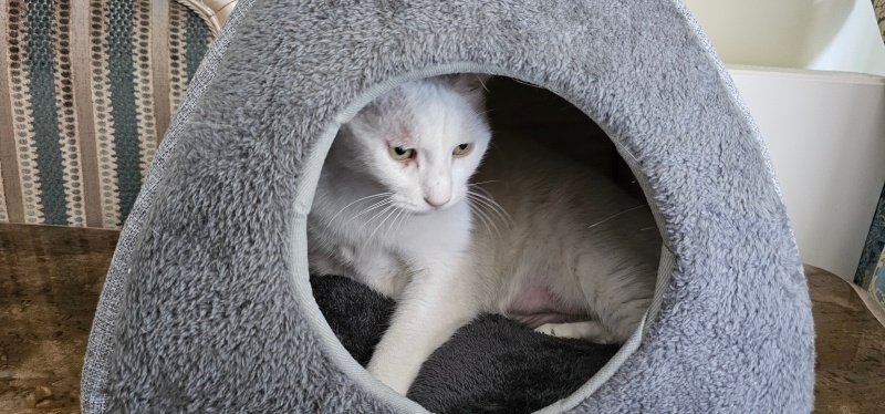 Van Kedisi, Kedi  Benek fotoğrafı