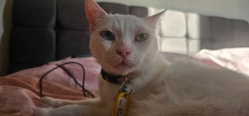 Van Kedisi, Kedi  Ada fotoğrafı