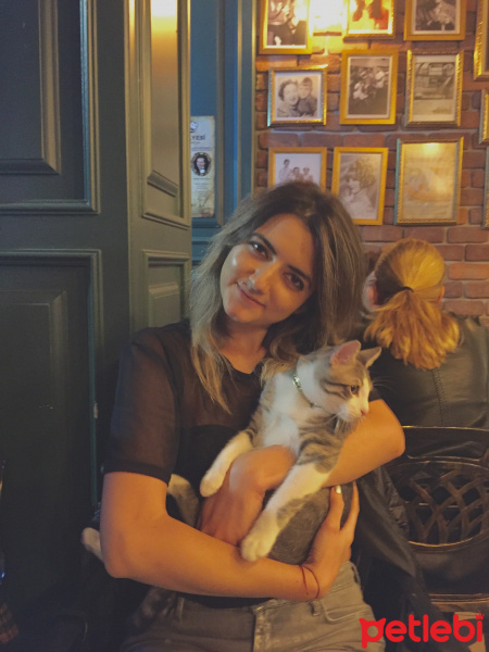 Tekir Kedi, Kedi  Juno fotoğrafı