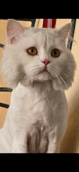 British Longhair, Kedi  Sirius fotoğrafı