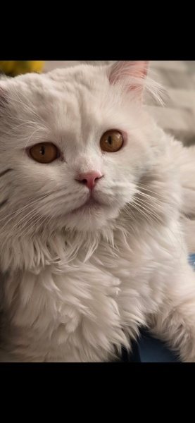 British Longhair, Kedi  Sirius fotoğrafı